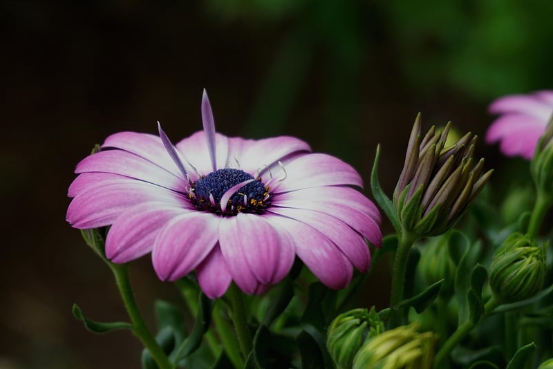 Plant Care